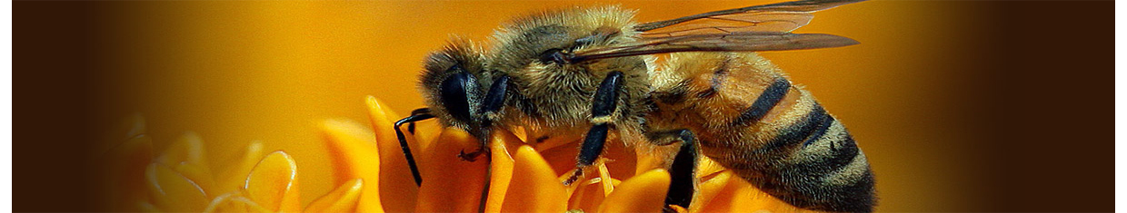 Logo pszczoła