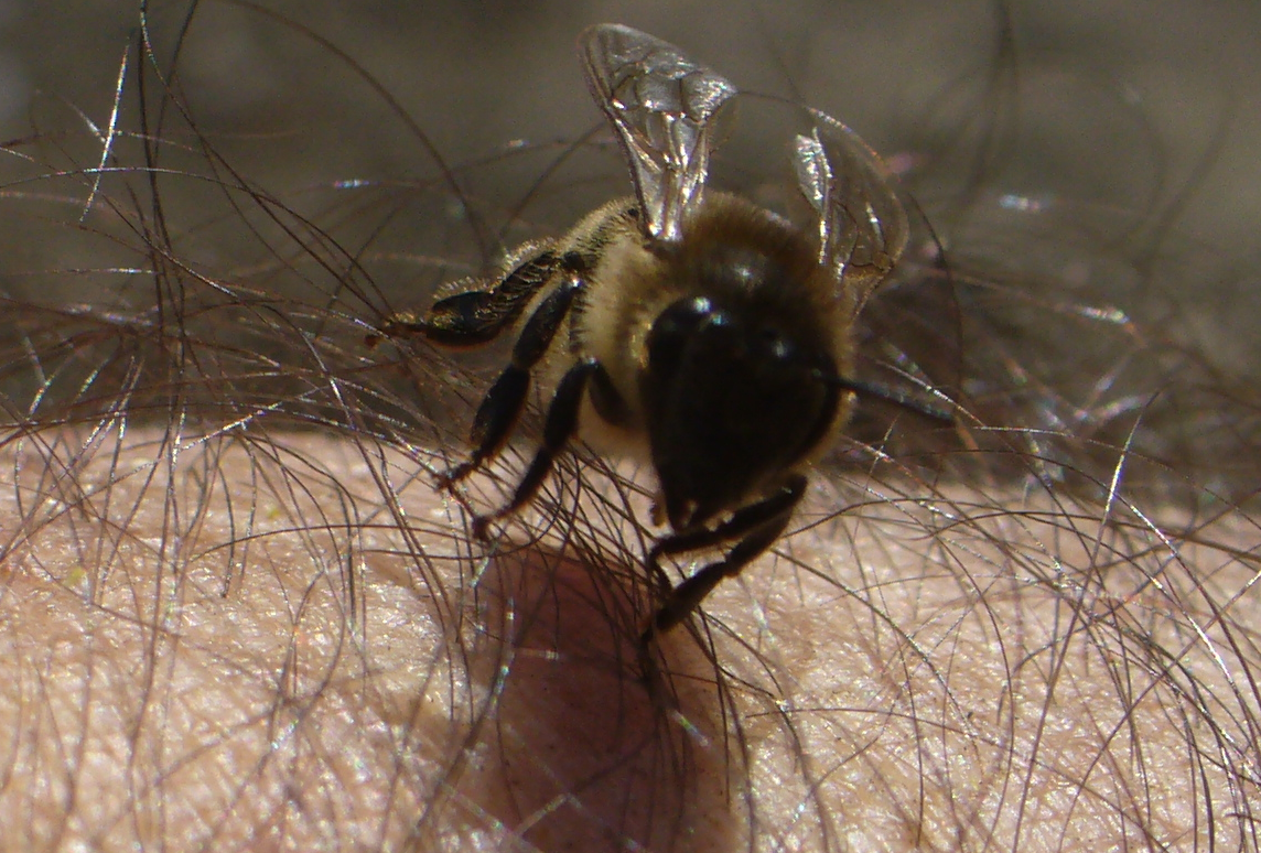 pszczólka 6   Kopia   Kopia
