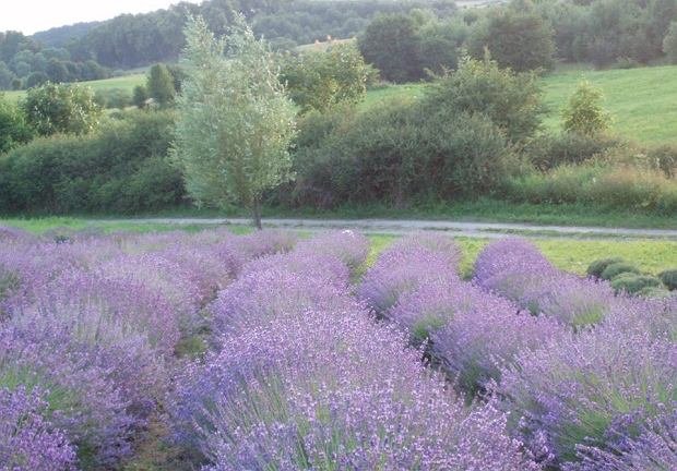 z15345212IE,Lawendowe-pole---Pierwsza-pl