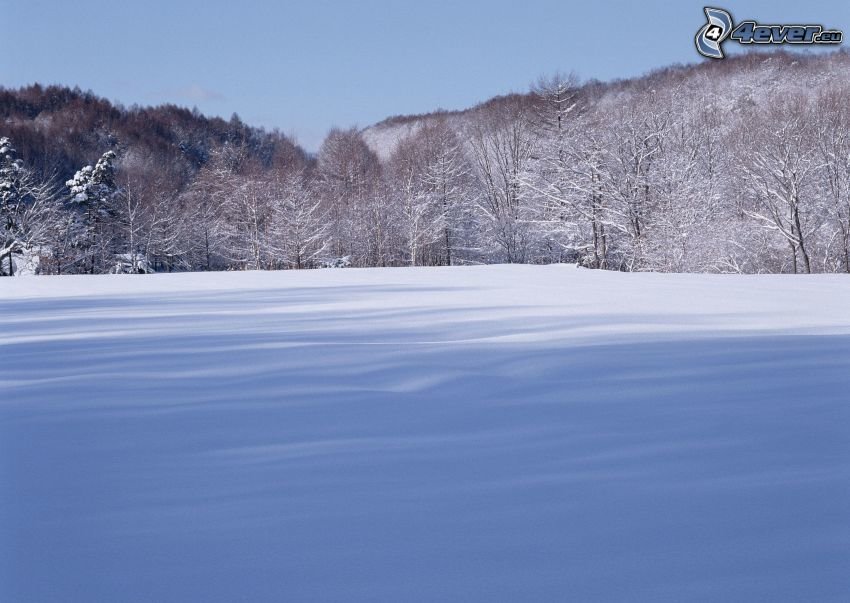 zasniezona-laka,-drzewa,-las,-snieg-1250