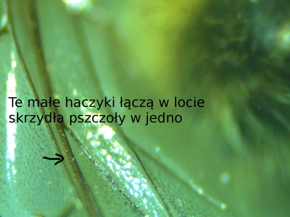 laczenieskrzydel2.jpg