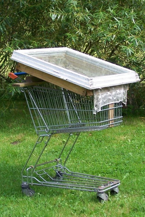 Topiarka słoneczna.JPG