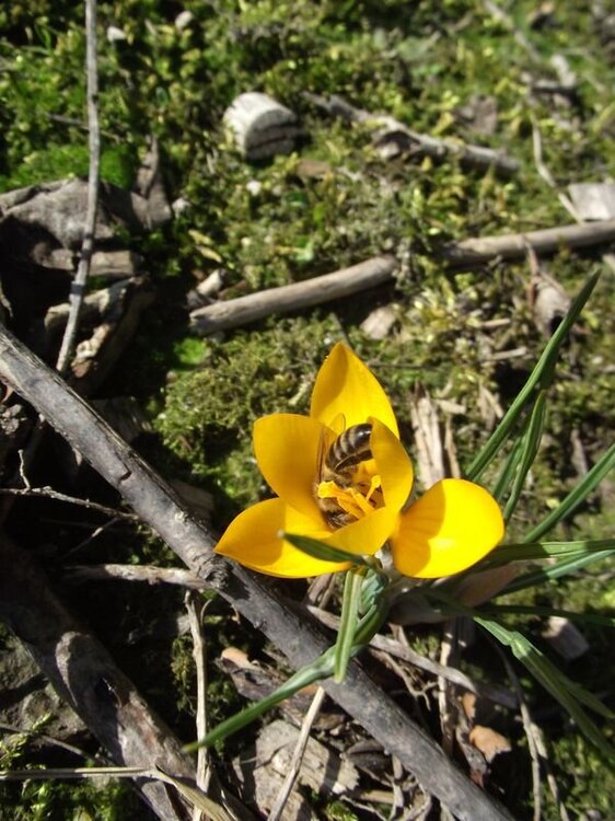Krokus 17.JPG