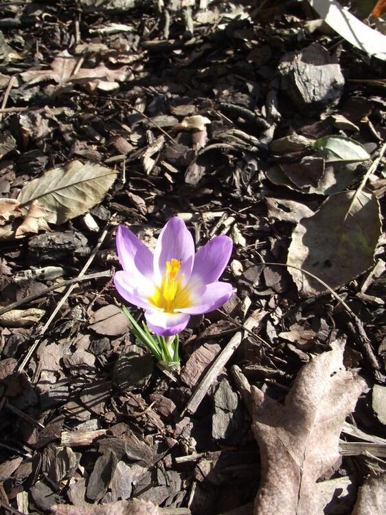 Krokus 1.JPG