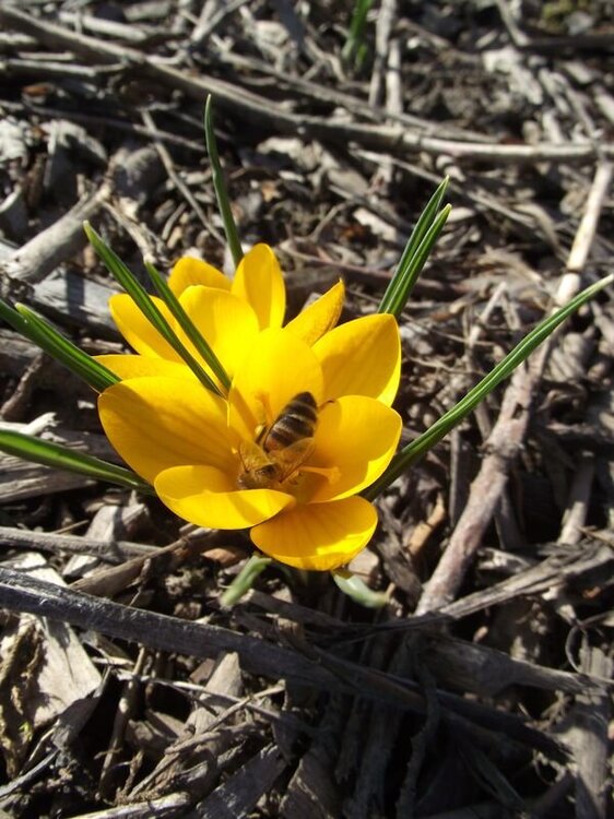 Krokus 18.JPG