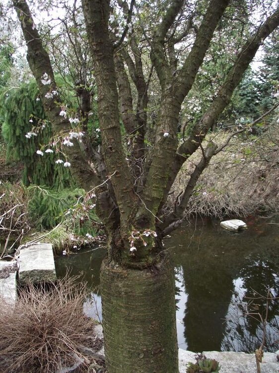 Wiśnia wczesna Kojou-no-mai 1.JPG