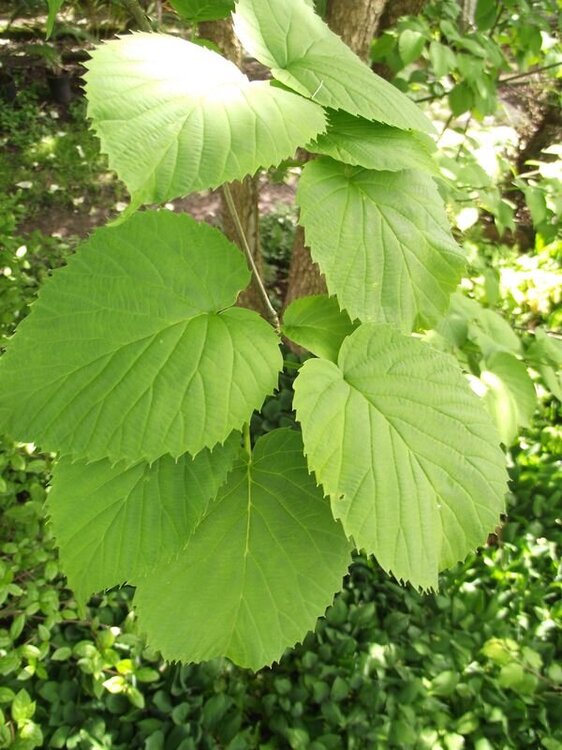 Dawidia chińska liść.JPG