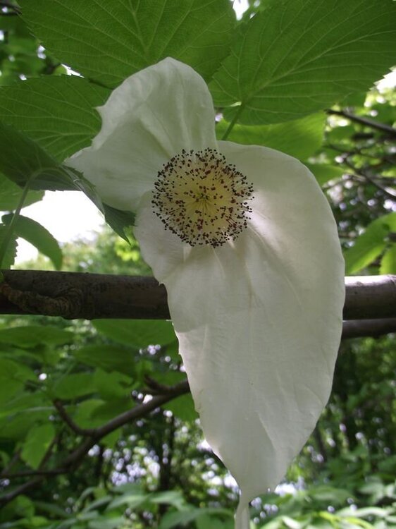 Dawidia chińska.JPG