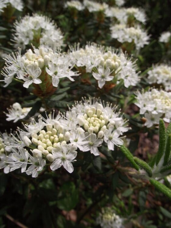 Bagno grenlandzkie.JPG