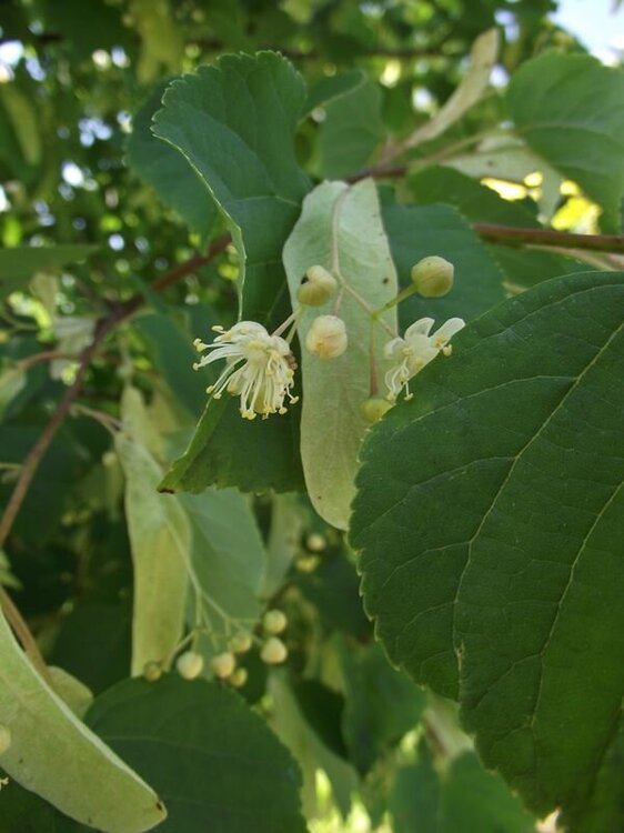 Lipa drobnolistna.JPG