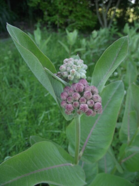 Trojeść okazała.JPG