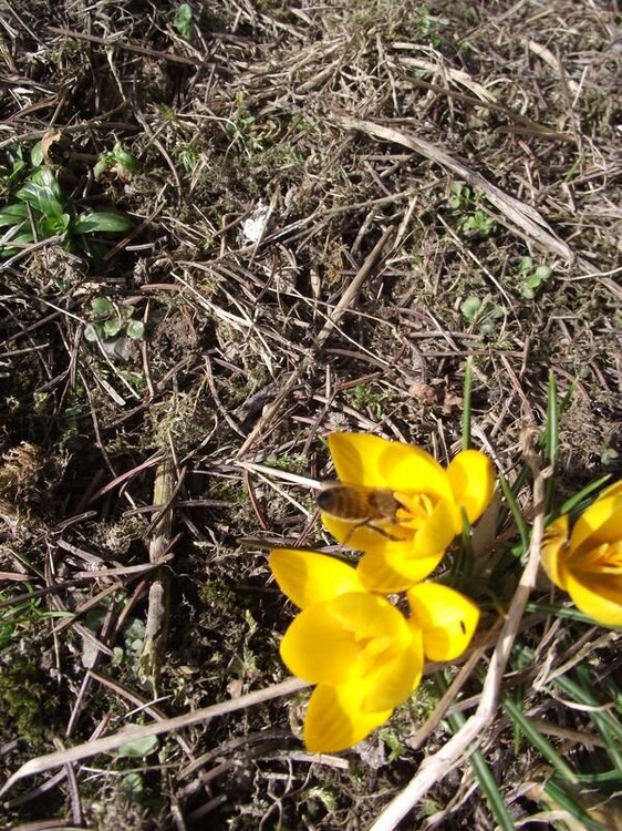 Krokus1 2023.JPG