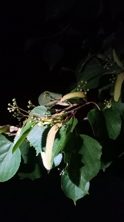 WhatsApp Image 2024-05-18 at 10.41.27 PM.jpeg