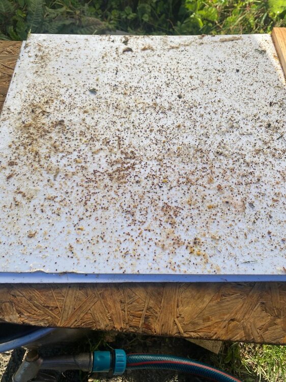 Osyp po kwasie mrówkowym.jpeg