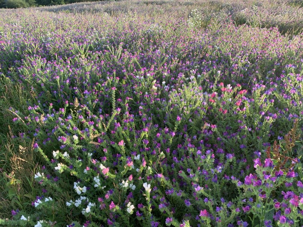 żmijowiec na naszym polu.jpeg