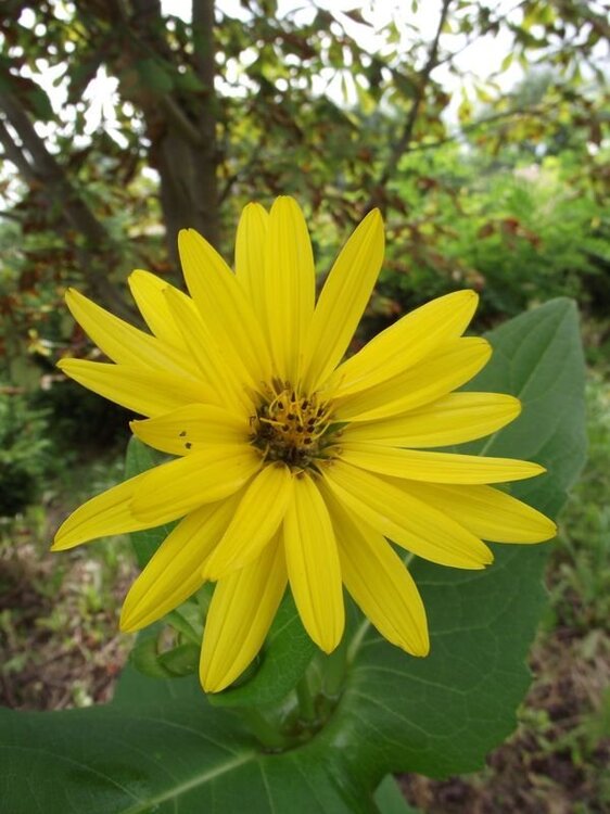 Rożnik przerośnięty 2.JPG